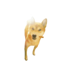 柴犬の切り抜き（個別スタンプ：4）