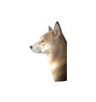 柴犬の切り抜き（個別スタンプ：5）