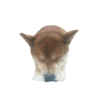 柴犬の切り抜き（個別スタンプ：6）