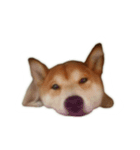 柴犬の切り抜き（個別スタンプ：7）