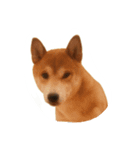柴犬の切り抜き（個別スタンプ：8）