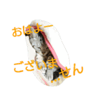 まいたん2（個別スタンプ：15）