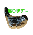 まいたん2（個別スタンプ：34）
