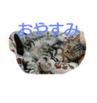 まいたん2（個別スタンプ：39）