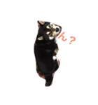 黒柴-心（個別スタンプ：1）