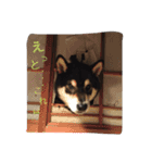 黒柴-心（個別スタンプ：9）