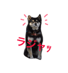 黒柴-心（個別スタンプ：11）