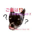 チワワのれおぱこぴー②（個別スタンプ：1）
