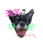 チワワのれおぱこぴー②（個別スタンプ：3）