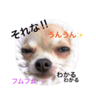 チワワのれおぱこぴー②（個別スタンプ：9）