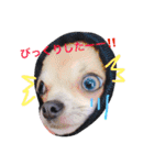 チワワのれおぱこぴー②（個別スタンプ：19）