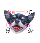 チワワのれおぱこぴー②（個別スタンプ：21）
