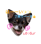 チワワのれおぱこぴー②（個別スタンプ：22）