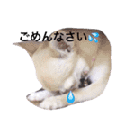 チワワのれおぱこぴー②（個別スタンプ：24）