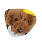 可愛い動物（個別スタンプ：1）