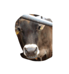 可愛い動物（個別スタンプ：2）