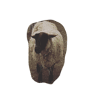可愛い動物（個別スタンプ：3）