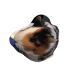 可愛い動物（個別スタンプ：6）