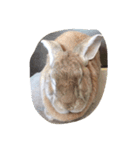 可愛い動物（個別スタンプ：7）