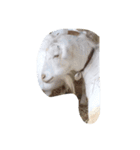可愛い動物（個別スタンプ：8）