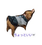 癒しのペット（個別スタンプ：1）