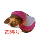 癒しのペット（個別スタンプ：7）