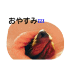 癒しのペット（個別スタンプ：10）