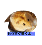 癒しのペット（個別スタンプ：13）