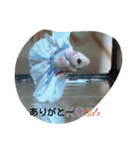 癒しのペット（個別スタンプ：15）