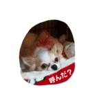 わんこスタイル（個別スタンプ：3）