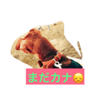癒しのわんこスタンプ（個別スタンプ：5）
