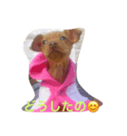 癒しのわんこスタンプ（個別スタンプ：7）