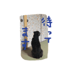 雑種のキモチ（個別スタンプ：4）
