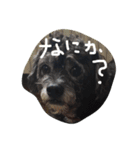 雑種のキモチ（個別スタンプ：11）