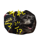 雑種のキモチ（個別スタンプ：14）