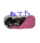 雑種のキモチ（個別スタンプ：18）