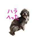 雑種のキモチ（個別スタンプ：29）