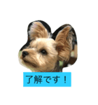もぐもぐでち。2（個別スタンプ：4）