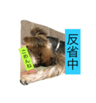 もぐもぐでち。2（個別スタンプ：5）