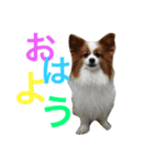 ブル＆りく（個別スタンプ：1）