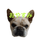 ブル＆りく（個別スタンプ：3）