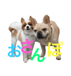 ブル＆りく（個別スタンプ：4）