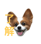 ブル＆りく（個別スタンプ：7）