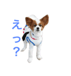 ブル＆りく（個別スタンプ：8）