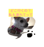 チワワ♡いちご（個別スタンプ：1）