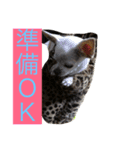 チワワ♡いちご（個別スタンプ：2）