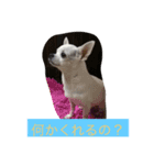 チワワ♡いちご（個別スタンプ：3）