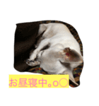 チワワ♡いちご（個別スタンプ：5）