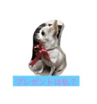 チワワ♡いちご（個別スタンプ：6）