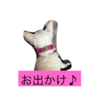 チワワ♡いちご（個別スタンプ：8）